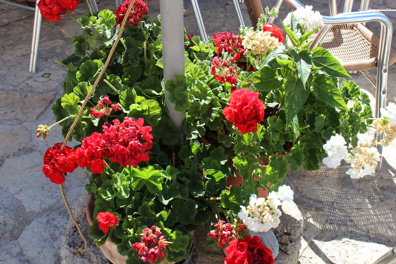 Arta/Betlem/Colonia San Pedro/Canyamel 70