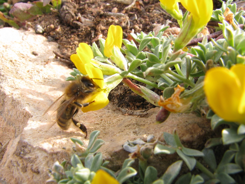 Sa Rapita/Colonia de San Jordi 33