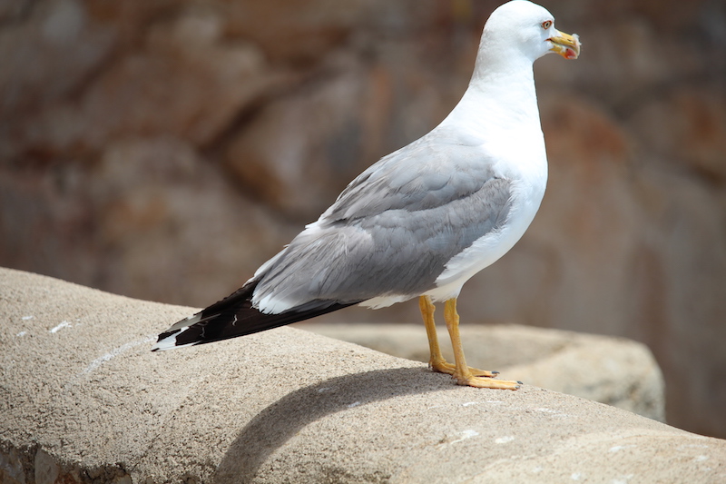 Arta/Betlem/Colonia San Pedro/Canyamel 79