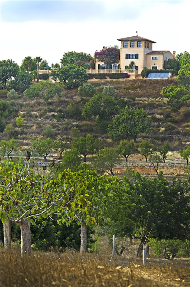 Boyta: 293 m² Sovrum: 6  - Finca i Centrala Mallorca #36164 - 36