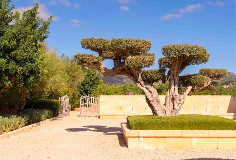 Boyta: 467 m² Sovrum: 6  - Fantastisk finca i Santa Maria #2141121 - 15