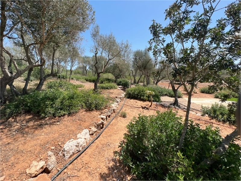 Living area: 197 m² Bedrooms: 3  - Beautiful newly built finca near Santanyi #1531135 - 4