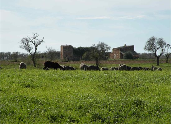 Llucmajor