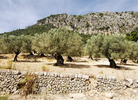 Central Mallorca