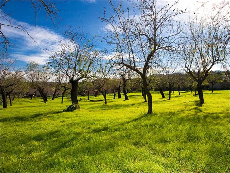 Boyta: 400 m² Sovrum: 7  - Finca i Establiments #12550 - 16
