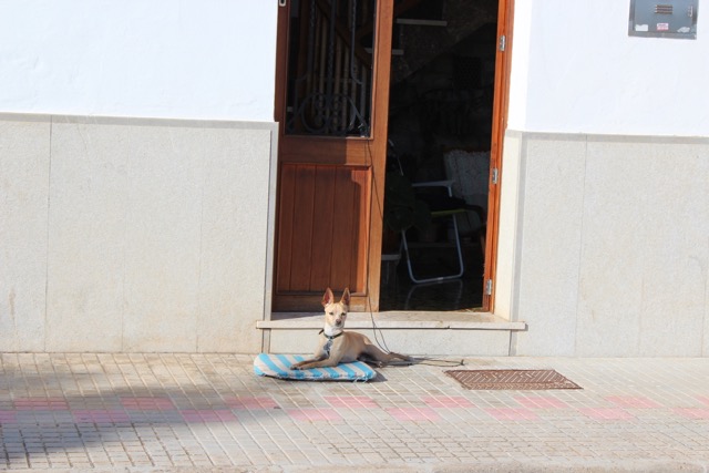 Porto Colom/Felanitx/Son Negre 24