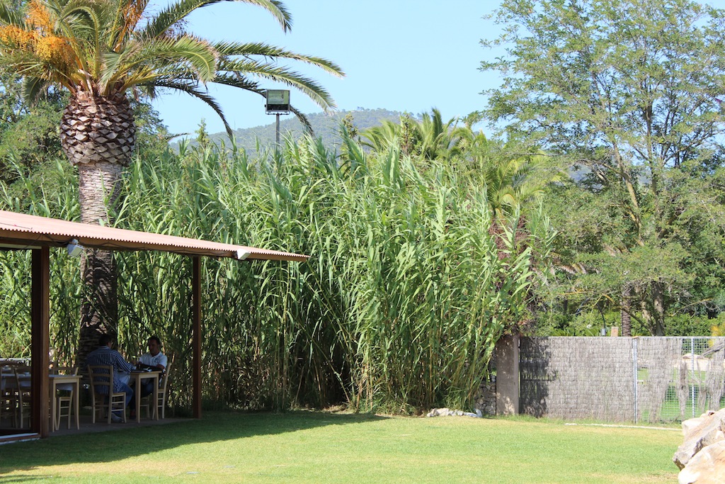 Costa de Los Pinos / Cala Bona / Cala Millor / Sa Coma 13