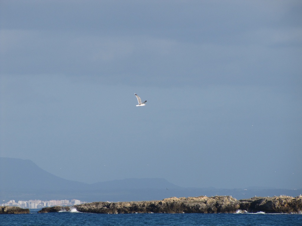 Sol de Mallorca/Cala Vinyes 10