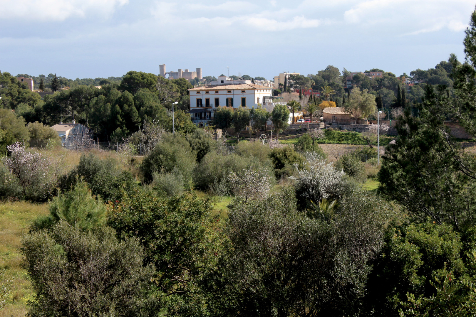 Cala Mayor/San Agustin/Genova 14