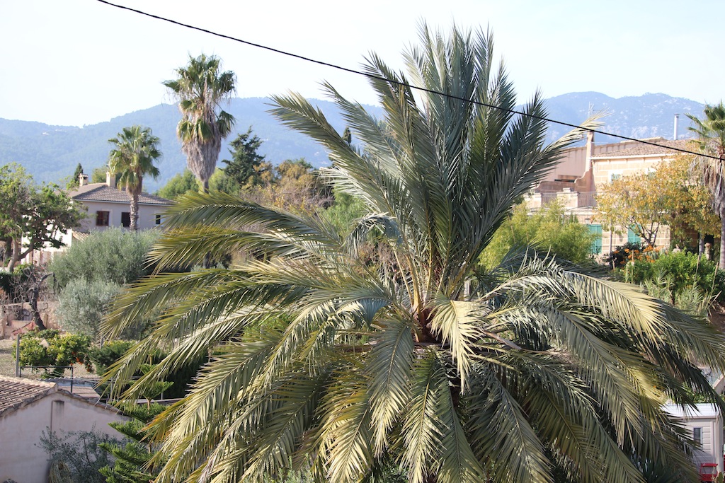 Son Vida / Establiments / Esporlas 8