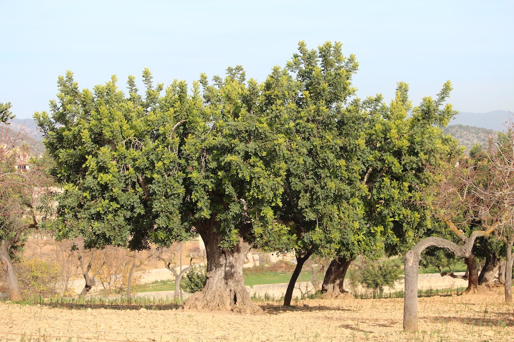 Son Vida / Establiments / Esporlas 13