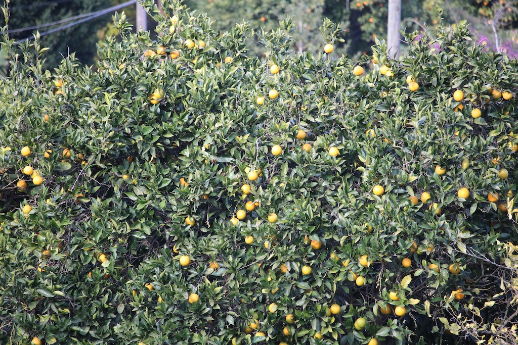 Son Vida / Establiments / Esporlas 24