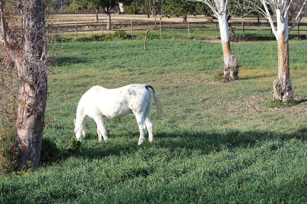 Son Vida / Establiments / Esporlas 31