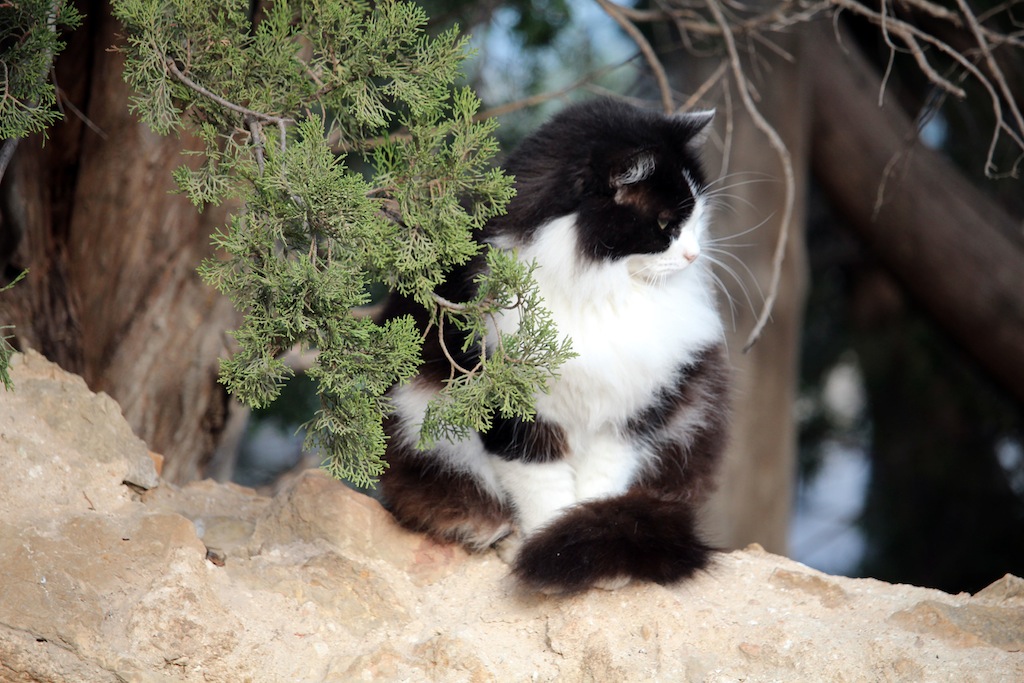 Port de Pollensa/Pollensa 24